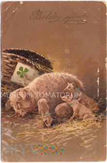 Duże zdjęcie Świnka Noworoczna - 1910