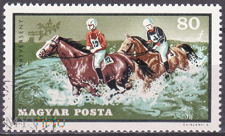 Horses fording River (Equus ferus caballus)