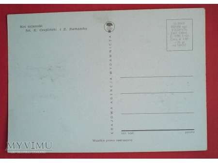 Duże zdjęcie 1976 Kot Syjamski karta Maximum Maksimum