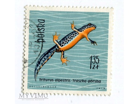 Duże zdjęcie 1963 traszka górska znaczek Triturus Polska