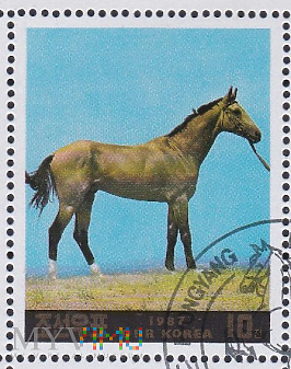 Duże zdjęcie Horse (Equus ferus caballus)