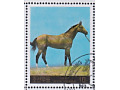 Horse (Equus ferus caballus)