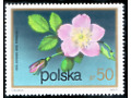 Znaczek Róża Alpejska 50 gr 1972 r.