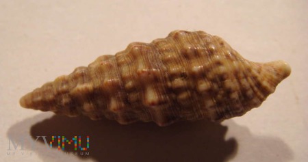 Muszelka skorupa ślimaka morskiego