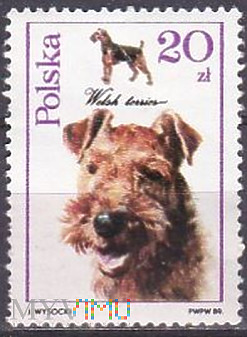 Welsh Terrier (Canis lupus familiaris)