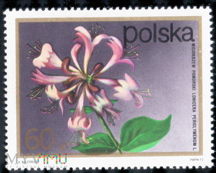 Znaczek Wiciokrzew Pomorski 60 gr 1972 r.