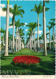Florida - Towering Royal Palms - 1973