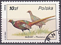 Common Pheasant (Phasianus colchicus)