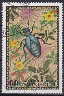 Duże zdjęcie Blister Beetle (Meloe centripubens)