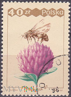 Bee (Apis mellifera) collecting pollen