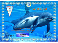 dolphins-wdrcm-20-3335