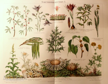 Elementy o chronne roślin chromolitografia 1897 r