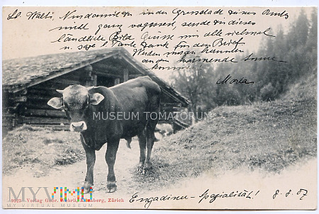 Szwajcarska krowa - 1907