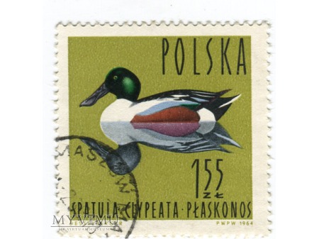 1964 Płaskonos Spatula clypeata ptak Polska