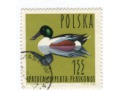 1964 Płaskonos Spatula clypeata ptak Polska