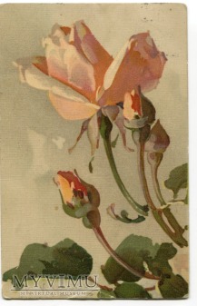 Catharina C. Klein piękne kwiaty Flowers