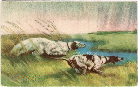 Duże zdjęcie Kirdow - Polujące psy myśliwskie - lata 50-te XX w