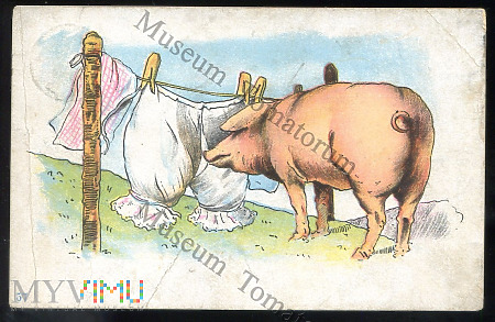 Świnka Zainteresowana - 1905