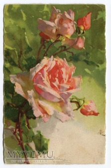 Catharina C. Klein kwiat róża roses