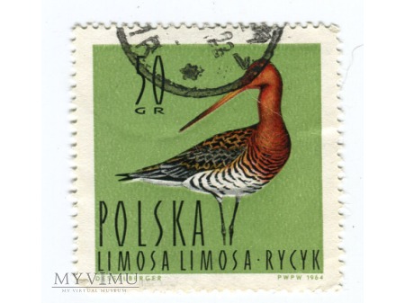 Duże zdjęcie 1964 Rycyk Ptak znaczek Limosa limosa Polska