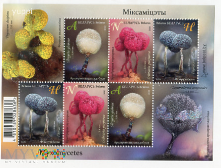 Duże zdjęcie 2020 Białoruś Myxomycetes Śluzowce