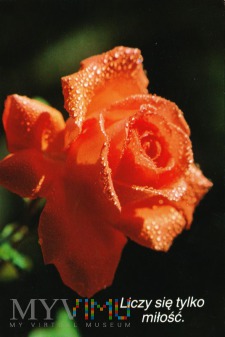 Duże zdjęcie Róża