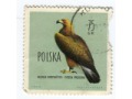 1960 orzeł przedni aquila chrysaetos Polska