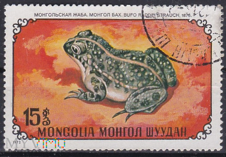 Mongolian Toad (Bufo raddei)