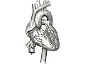 Zobacz kolekcję Narzędzia chirurgii sercowo-naczyniowej