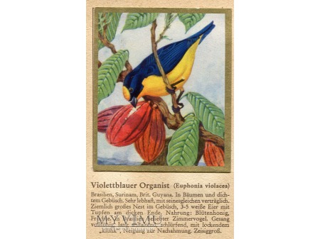 Duże zdjęcie ORGANKA FIOLETOWA Euphonia violacea nr 64
