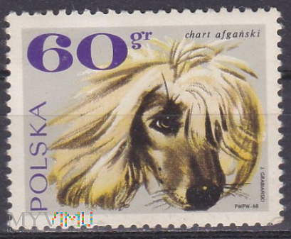 Afghan Hound (Canis lupus familiaris)
