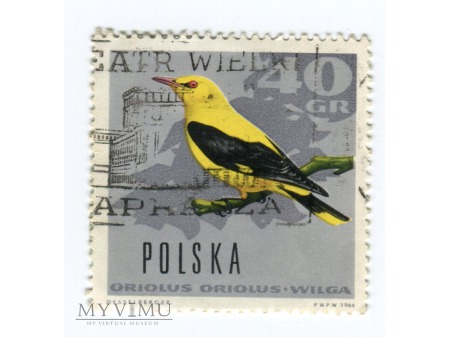 Duże zdjęcie 1966 Wilga Oriolus Oriolus Polska Ptaki leśne