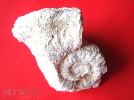 Duże zdjęcie Amonit 18