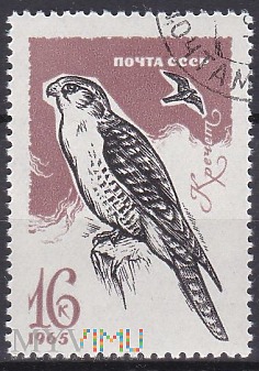 Gyrfalcon (Falco rusticolus)