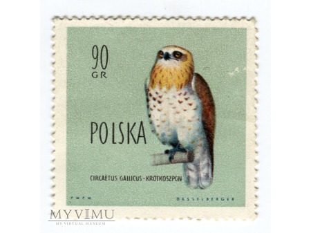 1960 Circaetus gallicus krótkoszpon Polska