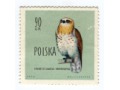 1960 Circaetus gallicus krótkoszpon Polska