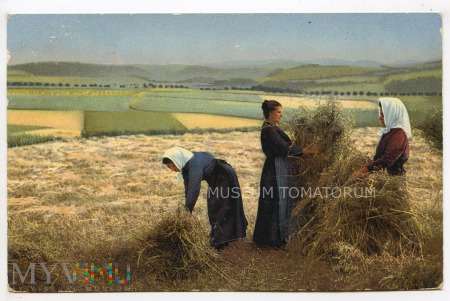 Duże zdjęcie Prace polowe - 1913