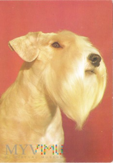 Duże zdjęcie Sealyham terrier