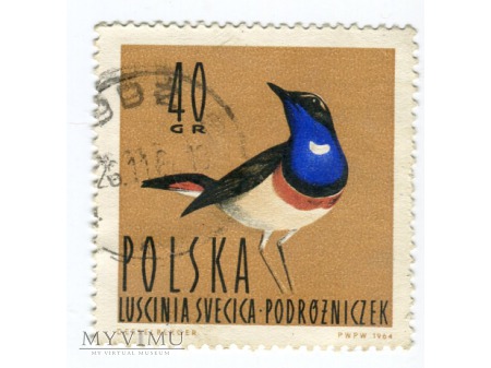 1964 Podróżniczek ptak Luscinia svecica Polska