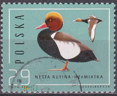 Red-crested Pochard (Netta rufina)