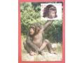 1983 Szympans ZOO karta Maximum Maksimum