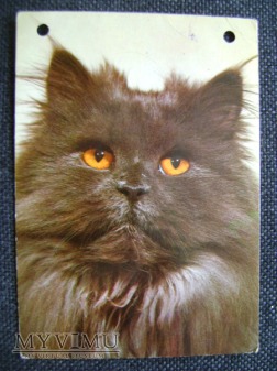 Duże zdjęcie kot perski