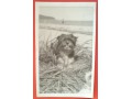 1949 Pies i Podkowa Leśna pocztówka B.Bierut