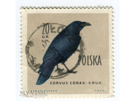 Duże zdjęcie 1960 Corvus Corax KRUK ptak znaczek Polska