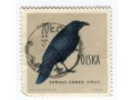 1960 Corvus Corax KRUK ptak znaczek Polska