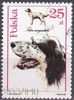 English Setter (Canis lupus familiaris)