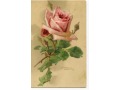 1907 Catharina C. Klein kwiaty róże
