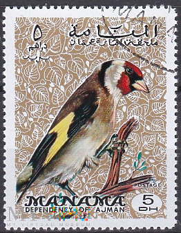 European Goldfinch (Carduelis carduelis)