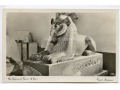 Kair - Sfinks z Tanis - lata 50/60-te XX w.