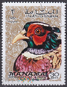 Common Pheasant (Phasianus colchicus)